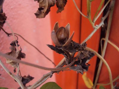 Ipomoea squamosa, photographed by Alexis López Hernández