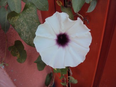 Ipomoea squamosa, photographed by Alexis López Hernández
