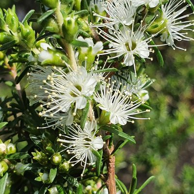 Kunzea ambigua, photographed by ronavery