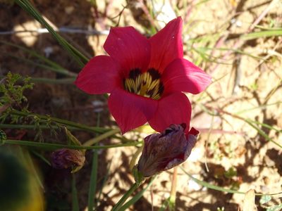 Romulea pudica, photographed by Peter Warren