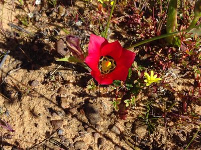 Romulea pudica, photographed by Peter Warren