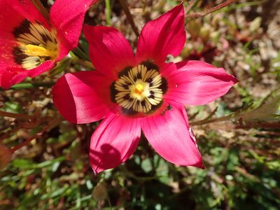 Romulea pudica, photographed by Peter Warren