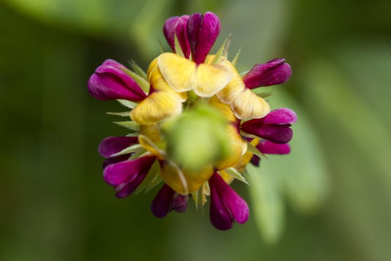 Alysicarpus longifolius, photographed by Ramesh Shenai Jr.