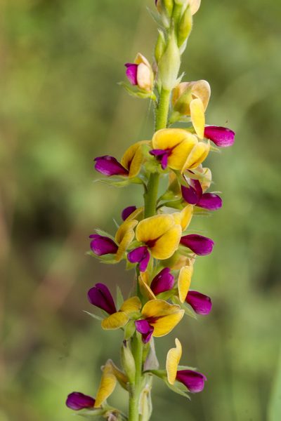 Alysicarpus longifolius, photographed by Ramesh Shenai Jr.
