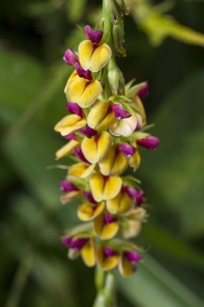 Alysicarpus longifolius, photographed by Ramesh Shenai Jr.