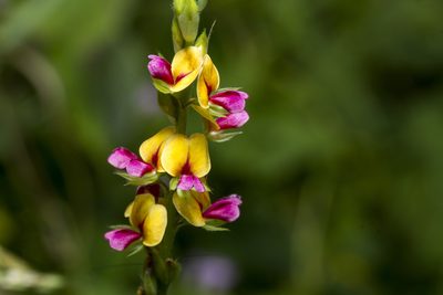 Alysicarpus longifolius, photographed by Ramesh Shenai Jr.