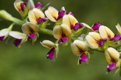 Alysicarpus longifolius, photographed by Ramesh Shenai Jr.