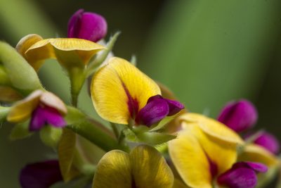 Alysicarpus longifolius, photographed by Ramesh Shenai Jr.