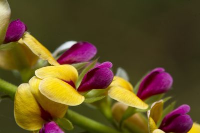 Alysicarpus longifolius, photographed by Ramesh Shenai Jr.