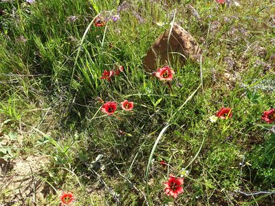 Romulea sabulosa, photographed by Peter Warren