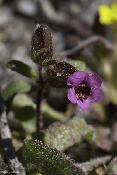 Diplacus rattanii, photographed by Ken-ichi Ueda