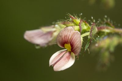 Aeschynomene americana, photographed by Ramesh Shenai Jr.