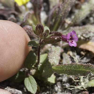 Diplacus rattanii, photographed by Ken-ichi Ueda
