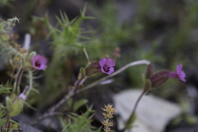 Diplacus rattanii, photographed by Ken-ichi Ueda