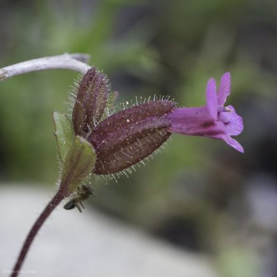 Diplacus rattanii, photographed by Ken-ichi Ueda