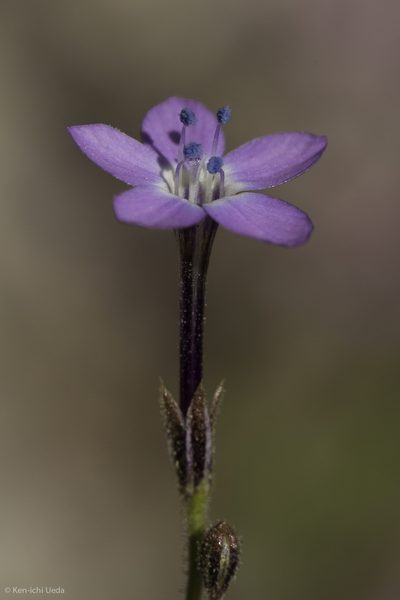 Gilia tenuiflora, photographed by Ken-ichi Ueda