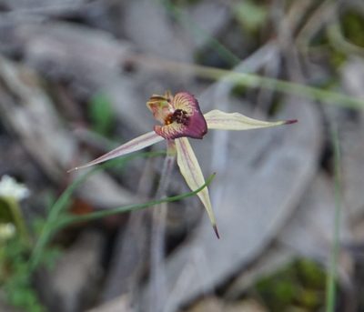 Caladenia cardiochila, photographed by John Van Den Nouwelant