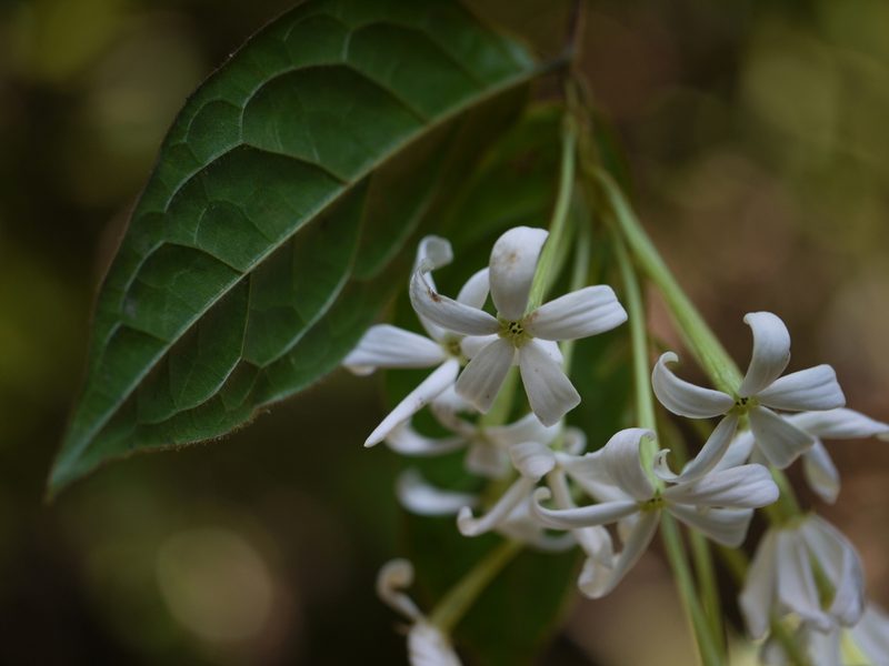 Combretum shivannae, photographed by Dinesh Valke