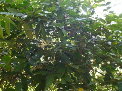 Combretum shivannae, photographed by Dinesh Valke