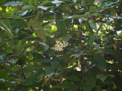 Combretum shivannae, photographed by Dinesh Valke