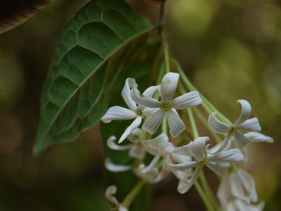 Combretum shivannae, photographed by Dinesh Valke