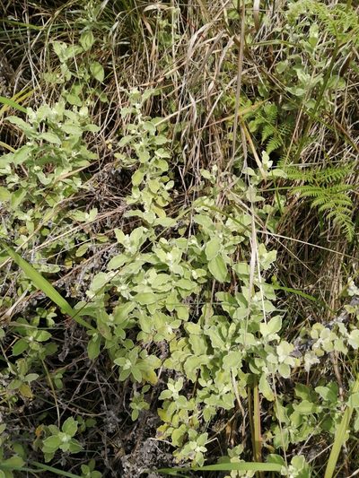 Helichrysum panduratum, photographed by Mmatjie Mashao