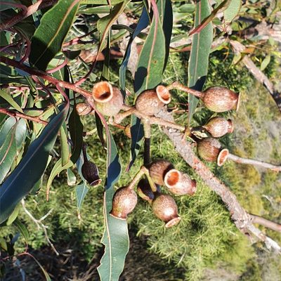 Corymbia gummifera, photographed by ronavery