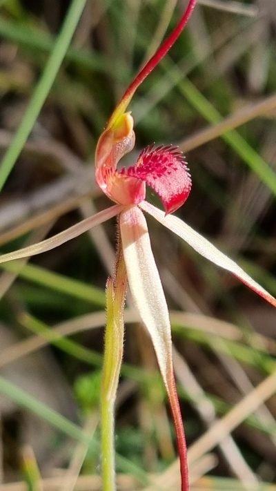 Caladenia oenochila, photographed by ianrainbow