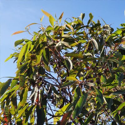 Corymbia gummifera, photographed by ronavery