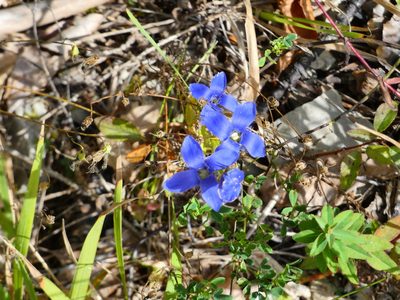 Gentianopsis ciliata, photographed by Norrland