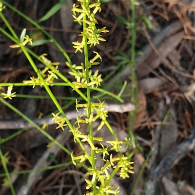 Stackhousia viminea, photographed by ronavery