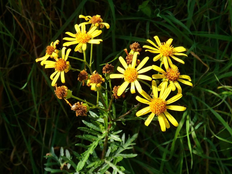Jacobaea erucifolia, photographed by Norrland