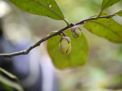 Goniothalamus cardiopetalus, photographed by Dinesh Valke