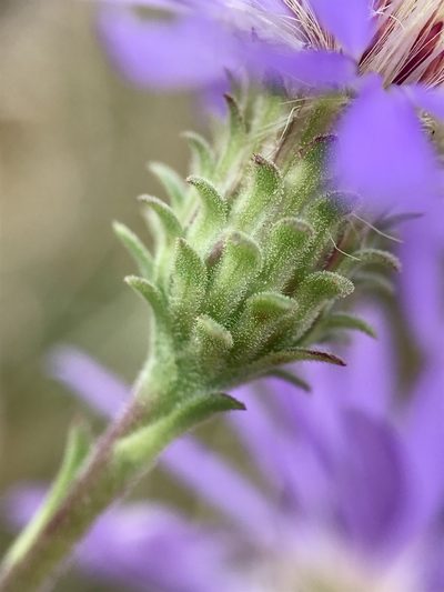 Eurybia spectabilis, photographed by Chase Mathey