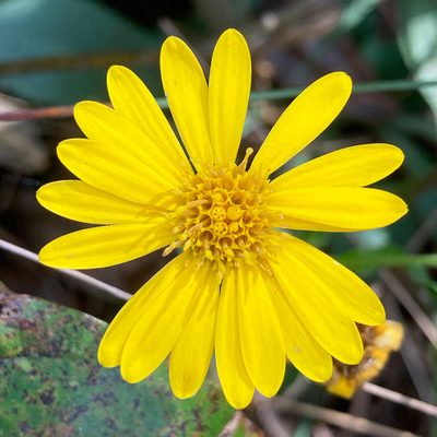 Chrysopsis mariana, photographed by Allen Browne