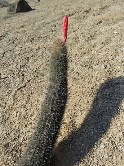 Borzicactus acanthurus, photographed by Annika Lindqvist
