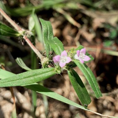 Hexasepalum teres, photographed by Allen Browne