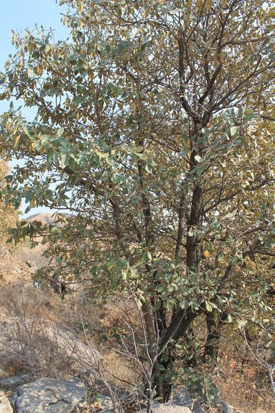 Clethra rosei, photographed by Viacheslav Shalisko
