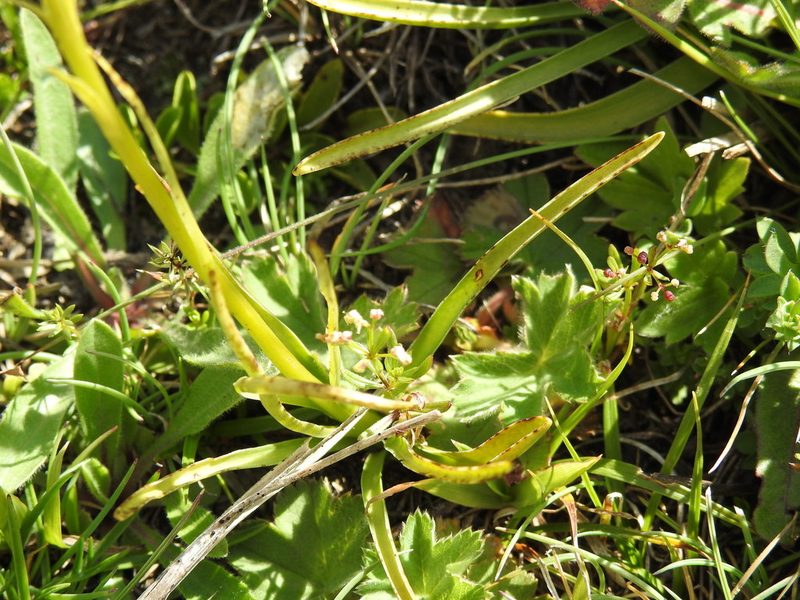 Gymnadenia rhellicani, photographed by Yves Bas
