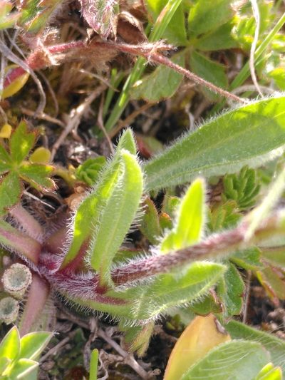 Erigeron alpinus, photographed by Yves Bas