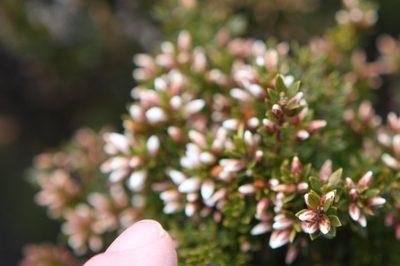 Epacris serpyllifolia, photographed by John Brew