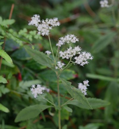 Eupatorium semiserratum, photographed by Lauren McLaurin