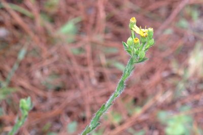 Chrysopsis mariana, photographed by Lauren McLaurin