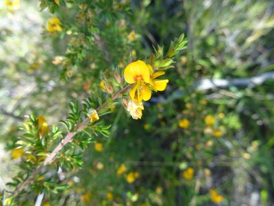 Pultenaea tuberculata, photographed by Gary Williams