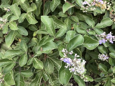 Vitex trifolia