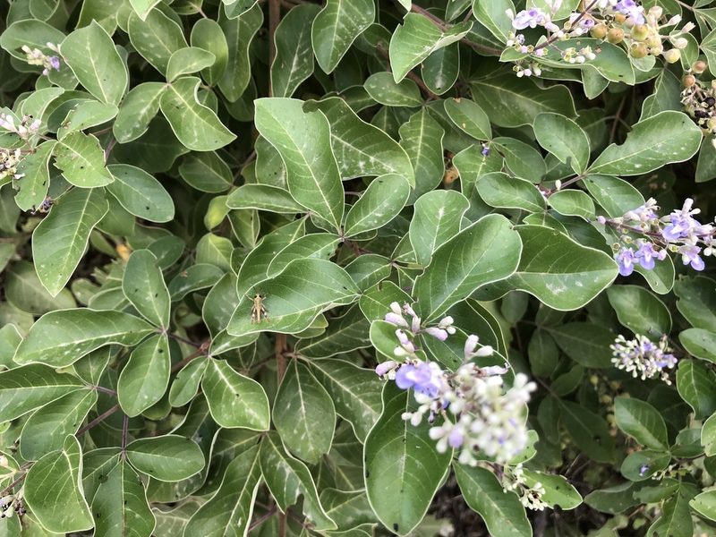 Vitex trifolia, photographed by elawrey