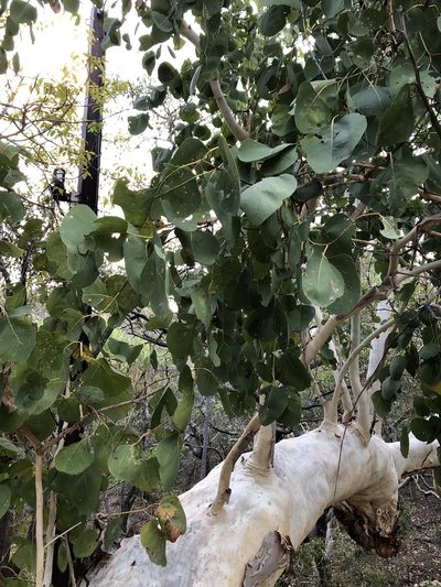 Eucalyptus platyphylla, photographed by elawrey
