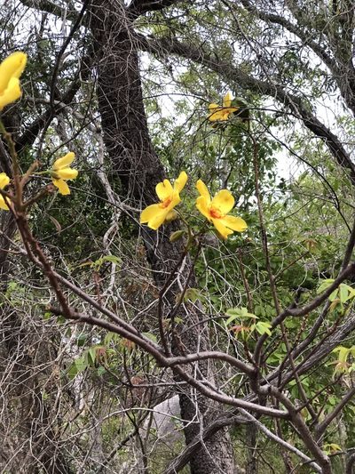 Cochlospermum gillivraei, photographed by elawrey