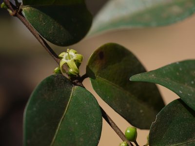 Canthium angustifolium, photographed by Dinesh Valke