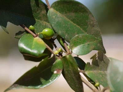 Canthium angustifolium, photographed by Dinesh Valke